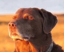 DeMickyD's tweet photo. Watching Oblivion Remastered retrospectives that discuss how the art style and graphics don't represent the original game well at all when I had those same worries before launch and got ripped apart for it https://t.co/OoWBPhVtMX
