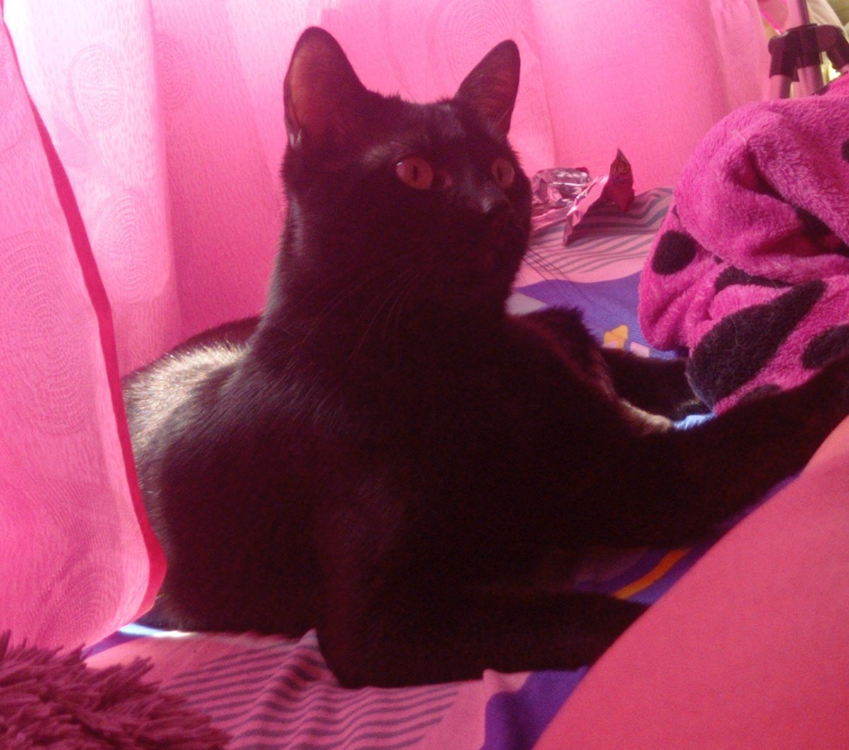 miau_pussy's tweet photo. #FromPetToTatari #ClashOfCritters
Helloo, clash of critters. 
Esta es mi mascota, se llama Salem, él es un gato magico, sus ojos son dos agujeros negros que te roban el alma y el corazón. :3 
En la segunda foto parece un sinko peso, el dibujo (hecho por mi) es su verdadera forma https://t.co/16fMAzuveT
