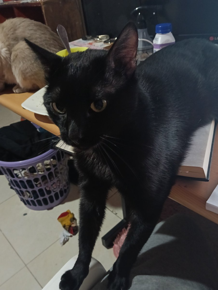 miau_pussy's tweet photo. #FromPetToTatari #ClashOfCritters
Helloo, clash of critters. 
Esta es mi mascota, se llama Salem, él es un gato magico, sus ojos son dos agujeros negros que te roban el alma y el corazón. :3 
En la segunda foto parece un sinko peso, el dibujo (hecho por mi) es su verdadera forma https://t.co/16fMAzuveT