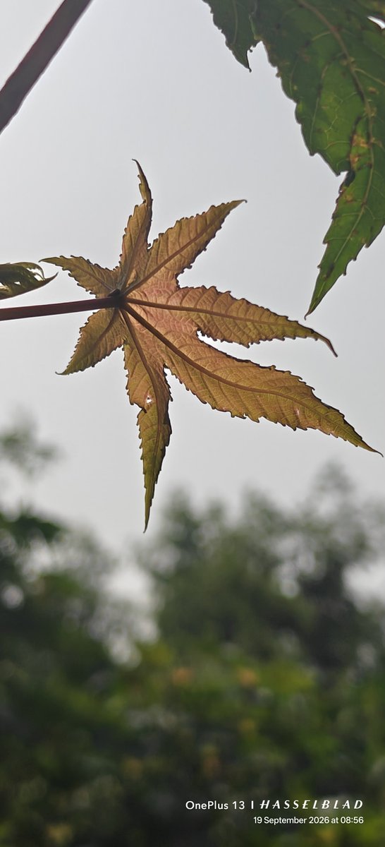WIHUMADS's tweet photo. Leaf photography https://t.co/vSscXOnx6N