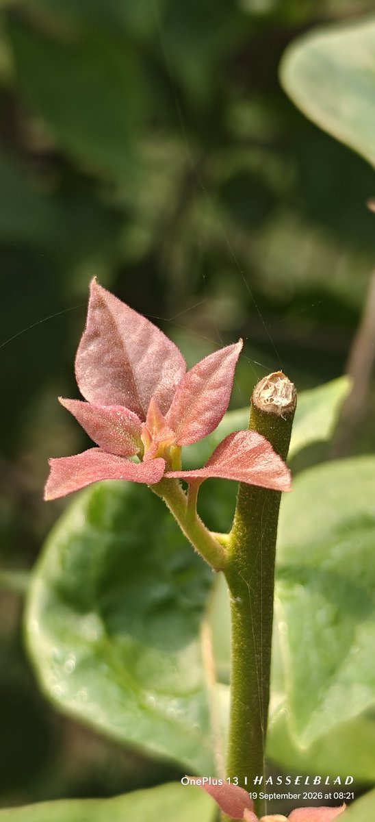 WIHUMADS's tweet photo. Leaf photography https://t.co/vSscXOnx6N