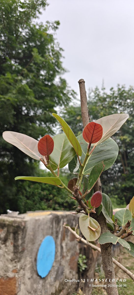 WIHUMADS's tweet photo. Leaf photography https://t.co/vSscXOnx6N