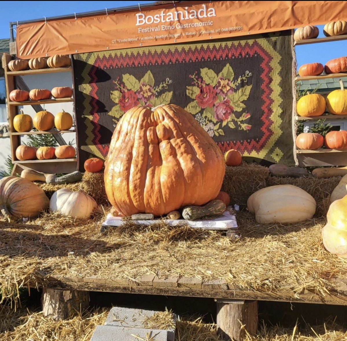 sofia150062's tweet photo. Toamna în Moldova vine cu dovleci, produse locale și multă voie bună. BOSTANIADA are loc în acest weekend, pe 26 și 27 septembrie.” 

Așa arată toamna moldovenească 🎃🍂

#Moldova #Bostaniada #Toamna #Traditii #Moldova2026 https://t.co/n6y3DtDWdC