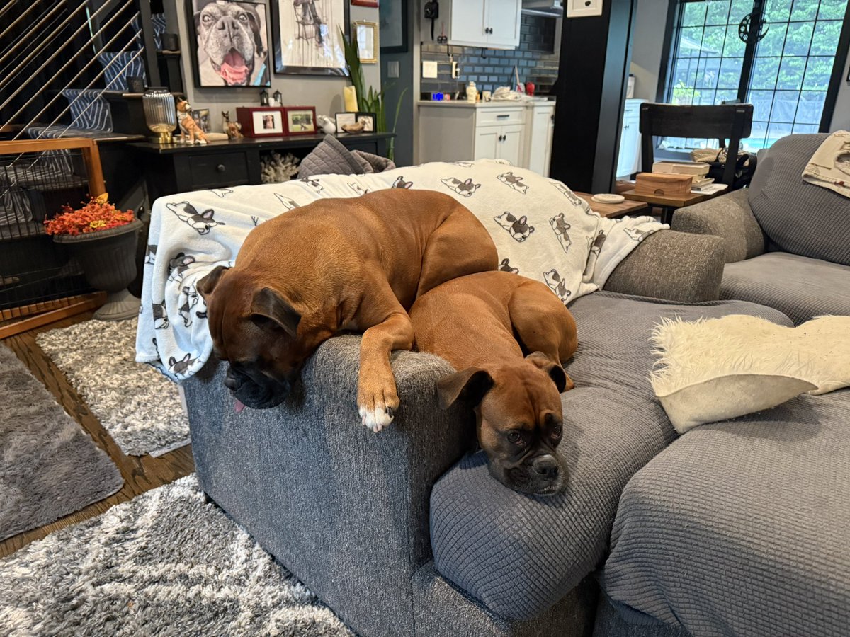 inntothenight's tweet photo. The power was blinking on and off today and I don’t think they really noticed.
#boxerpuppy #boxerdogs #boxerlife
#boxerlovers #boxersrock #boxersoftwitter #boxerdogsoftwitter #dogsoftwitter #dogsofx https://t.co/1CBr0ynHNp