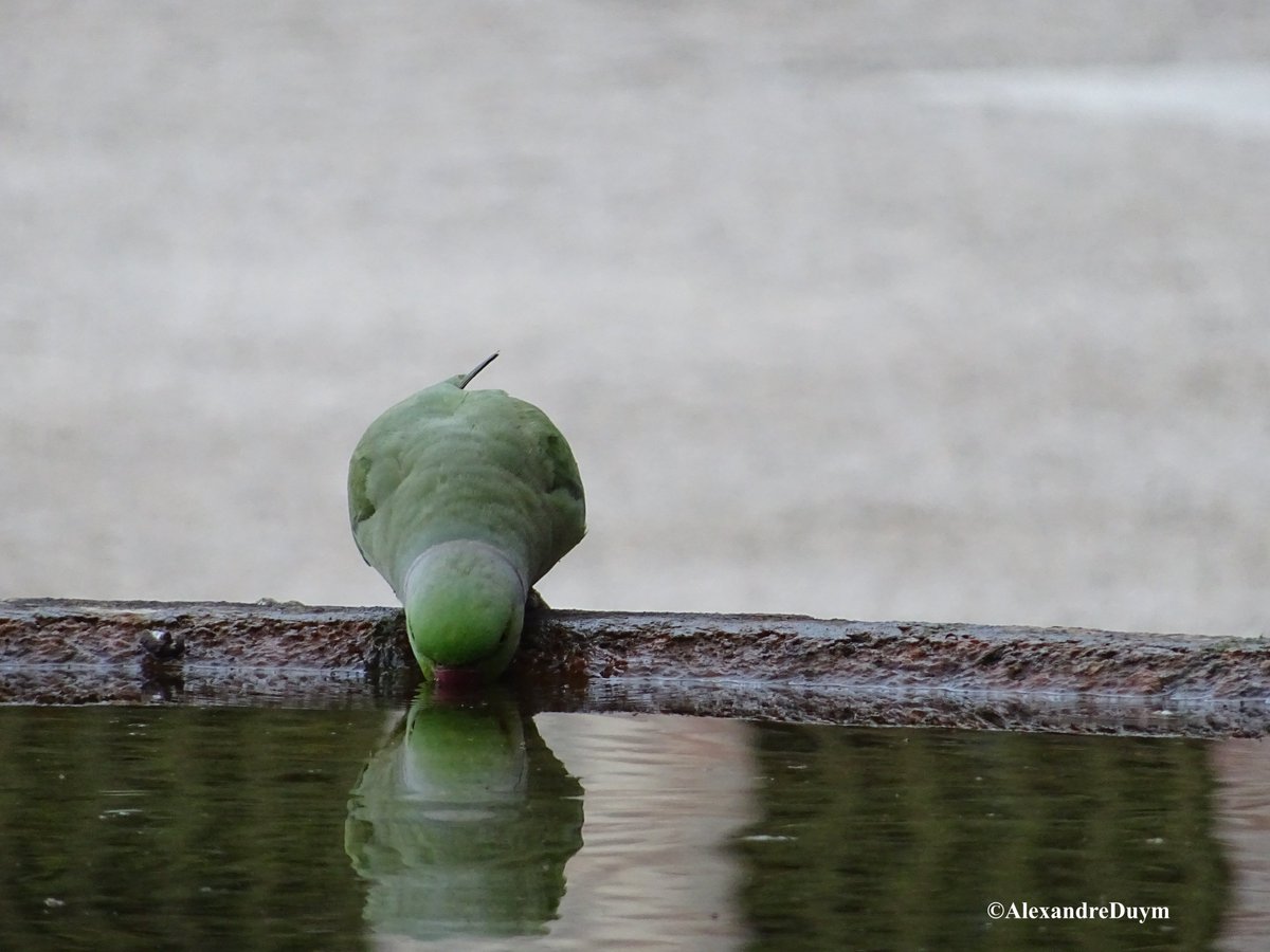 AlexandreDuym's tweet photo. Visiter les jardins de Versailles, tôt au matin et avant les Grandes Eaux, permet de voir ceci : https://t.co/s7ldWiSw2Z
