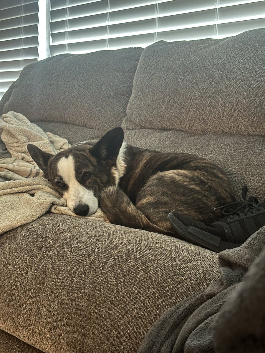 Kross's tweet photo. @Kuriositykills It’s true, she kicked my dog :( https://t.co/USxEo07efb
