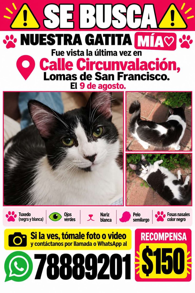 lyssitta's tweet photo. SERVICIO SOCIAL✅️ 
#SEBUSCA 📣 
#EXTRAVIADA ‼️ 

Buen día,  quisiera pedirles su ayuda para difundir el afiche de nuestra gatita Mia, que se extravió el 9 de agosto en calle Circunvalación
Se dará recompensa 💵 
Muchas gracias por su apoyo🙏🏻 https://t.co/oGL6qcu13l