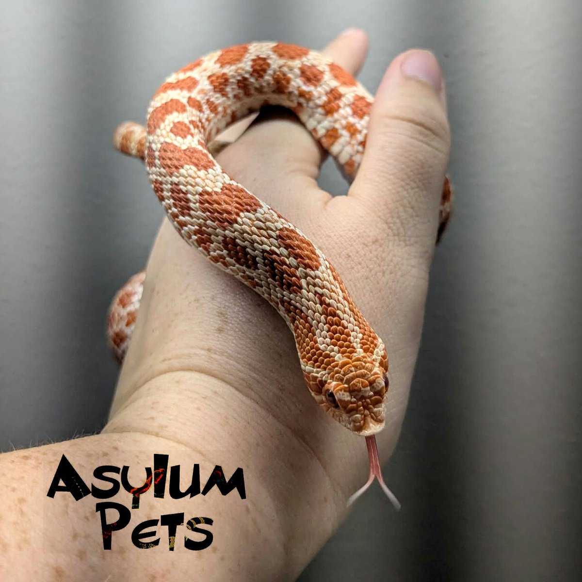 AsylumPets49509's tweet photo. We have a few batches of eggs due to hatch soon. Featured here are the 13 eggs from the paring of Elizabeth Packard (arctic RBE pastel het sable/toffee belly) to a male extreme red albino het Sable. Due around October 11th!
Elizabeth Packard who our hognose mama is named after, was wrongfully committed to an insane asylum by her husband, who claimed she was insane for three years. She fought for her freedom and founded the Anti-Insane Asylum Society, advocating for women's rights and abolitionism.
Our stunning male hognose and Elizabeth's mate does not have a name yet. Would anyone care to help us out with suggestions? Bonus points if your suggestions fit our theme of famous historical asylum inmates or figures associated with the history of these institutions. Let us know your best ideas in the comments below!
#asylumpets #hognose