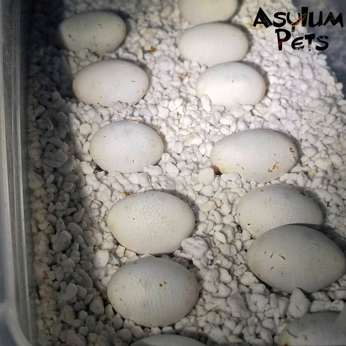 AsylumPets49509's tweet photo. We have a few batches of eggs due to hatch soon. Featured here are the 13 eggs from the paring of Elizabeth Packard (arctic RBE pastel het sable/toffee belly) to a male extreme red albino het Sable. Due around October 11th!
Elizabeth Packard who our hognose mama is named after, was wrongfully committed to an insane asylum by her husband, who claimed she was insane for three years. She fought for her freedom and founded the Anti-Insane Asylum Society, advocating for women's rights and abolitionism.
Our stunning male hognose and Elizabeth's mate does not have a name yet. Would anyone care to help us out with suggestions? Bonus points if your suggestions fit our theme of famous historical asylum inmates or figures associated with the history of these institutions. Let us know your best ideas in the comments below!
#asylumpets #hognose