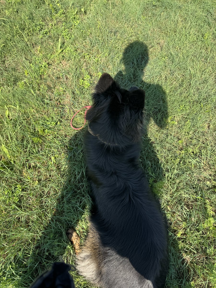 m_in_i's tweet photo. 暑がりの愛犬のために影を提供しますよ（自分はめっちゃ暑い🫠） https://t.co/keqNNGo4M6