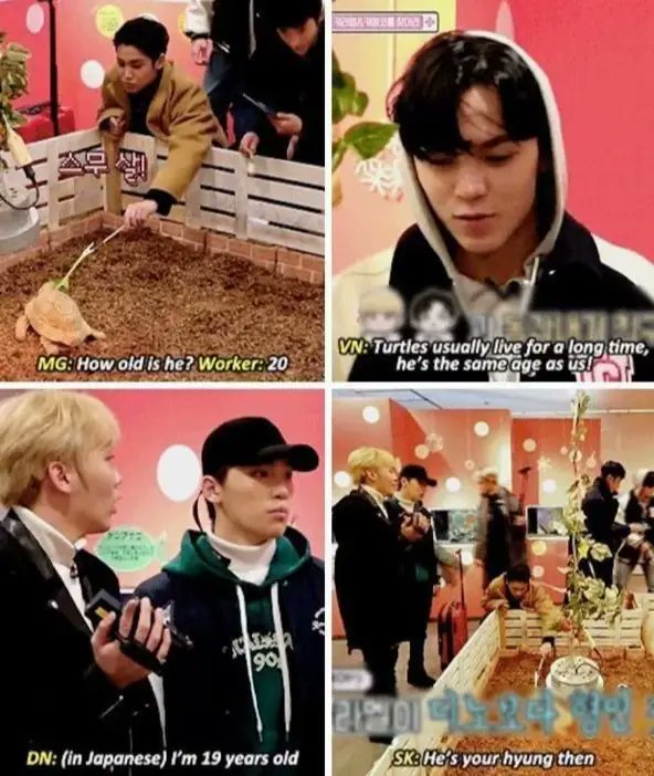 cheolhanglazer's tweet photo. The idea of a turtle being dino's hyung https://t.co/wIyVK8rYHi
