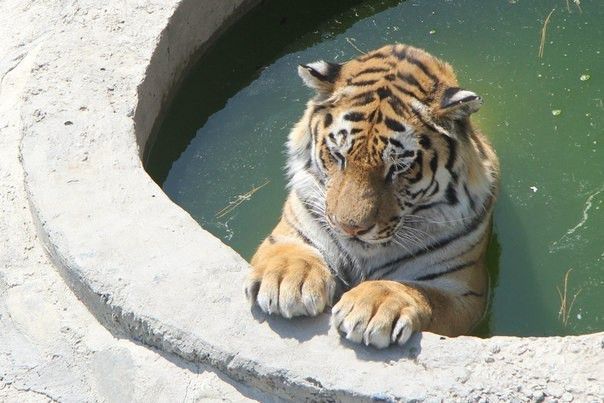 bigcatburger's tweet photo. he is ordering a drink at the swim up bar 🍸 https://t.co/Szi4VY8Oz4