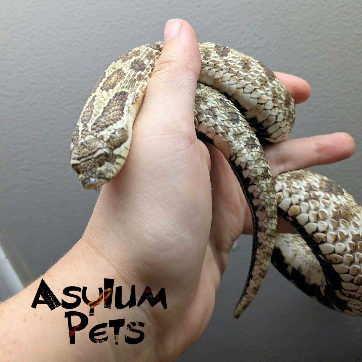 AsylumPets49509's tweet photo. We have a few batches of eggs due to hatch soon. Featured here are the 13 eggs from the paring of Elizabeth Packard (arctic RBE pastel het sable/toffee belly) to a male extreme red albino het Sable. Due around October 11th!
Elizabeth Packard who our hognose mama is named after, was wrongfully committed to an insane asylum by her husband, who claimed she was insane for three years. She fought for her freedom and founded the Anti-Insane Asylum Society, advocating for women's rights and abolitionism.
Our stunning male hognose and Elizabeth's mate does not have a name yet. Would anyone care to help us out with suggestions? Bonus points if your suggestions fit our theme of famous historical asylum inmates or figures associated with the history of these institutions. Let us know your best ideas in the comments below!
#asylumpets #hognose