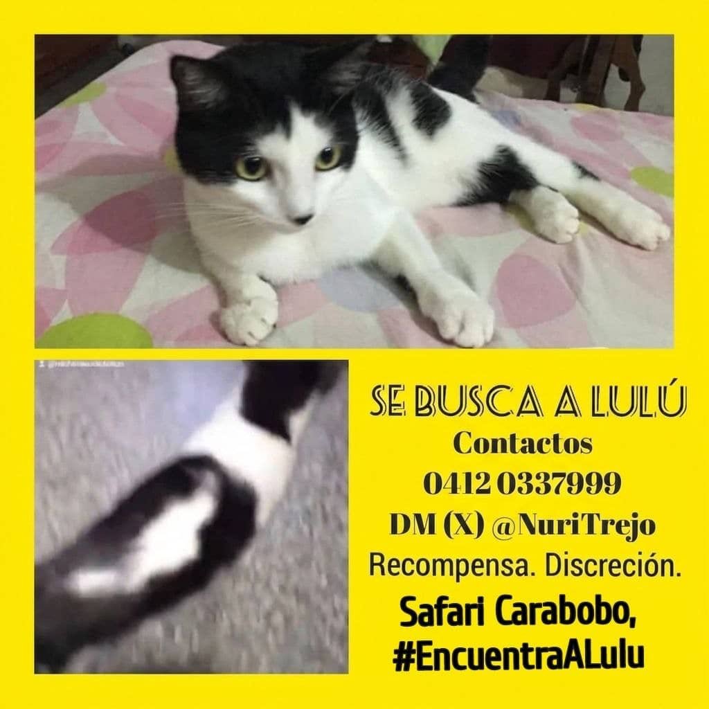 NuriTrejo's tweet photo. #27Sep. Safari #Carabobo (🇻🇪), si tienes información de quién la tiene, contáctanos (ver imagen). Lulú Somos Todos, sigue siendo parte de esta #Familia. #LuluEsElMilagro.

#CuidaLaFauna. #RespetaElAmbiente. #NoAlMaltratoAnimal. https://t.co/pQ71qPt02f
