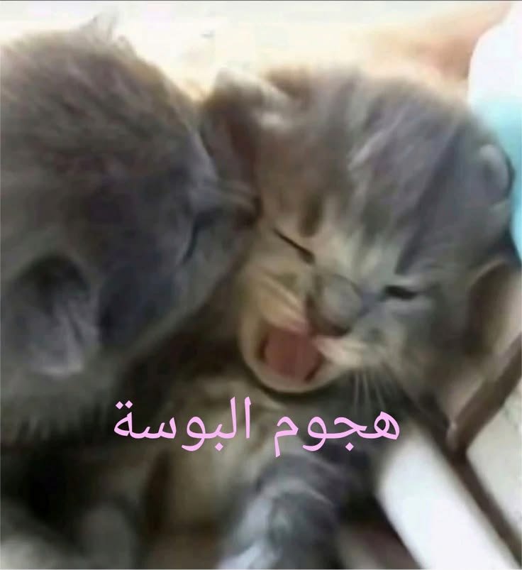 soobyaaa's tweet photo. @lh3he يا زينك انتي والله https://t.co/jvAhNzQF3m