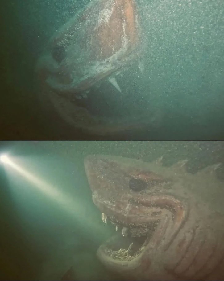 Indie5051's tweet photo. Alguien puso una estatua de tiburón en un lago suizo para asustar a los buceadores

Ha estado allí desde al menos 2002, pero sus orígenes siguen siendo un misterio

[vía/ Reddit Molech996] https://t.co/ZIu2N8Yt9X