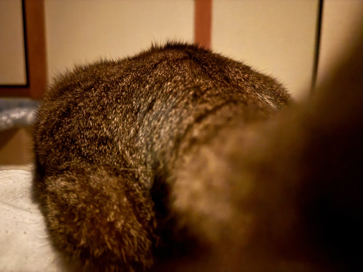 niratama_noel's tweet photo. 胸苦しさに目を開ければ、
猫ケツが目の前にあり、
しっぽで顔をバシバシされる https://t.co/B3pWUGpwwi