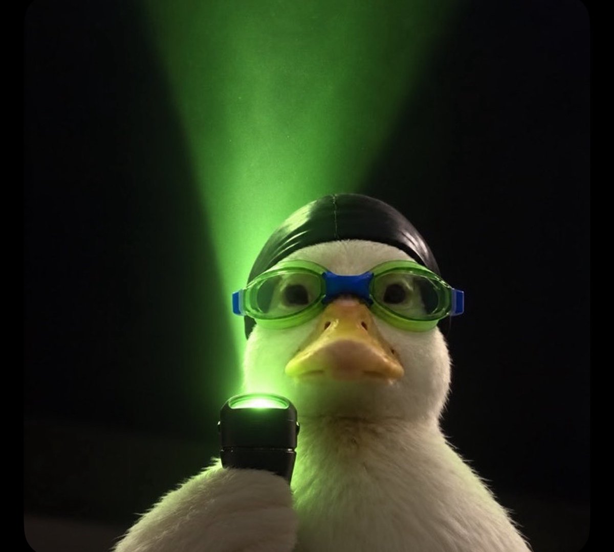 NASDUCKOTC's tweet photo. Fired from Wall Street.
Hired by Degens. 🦆

solana:7Y7V1a4m2nWK7BMgbka5B4vR1pDvCK7yva3Hnrqkraze  isn’t just a meme.

No suits.
No gatekeepers.
Just memes, community, and the solana:MukLDtJ8Cx9DxLbeyLRSWPSposTMWuwHANbuaudpump  Desk.

The community is the team.
The memes are the marketing.

We’re just getting started. 🔥

🦆 https://t.co/oHG9lSBUfx