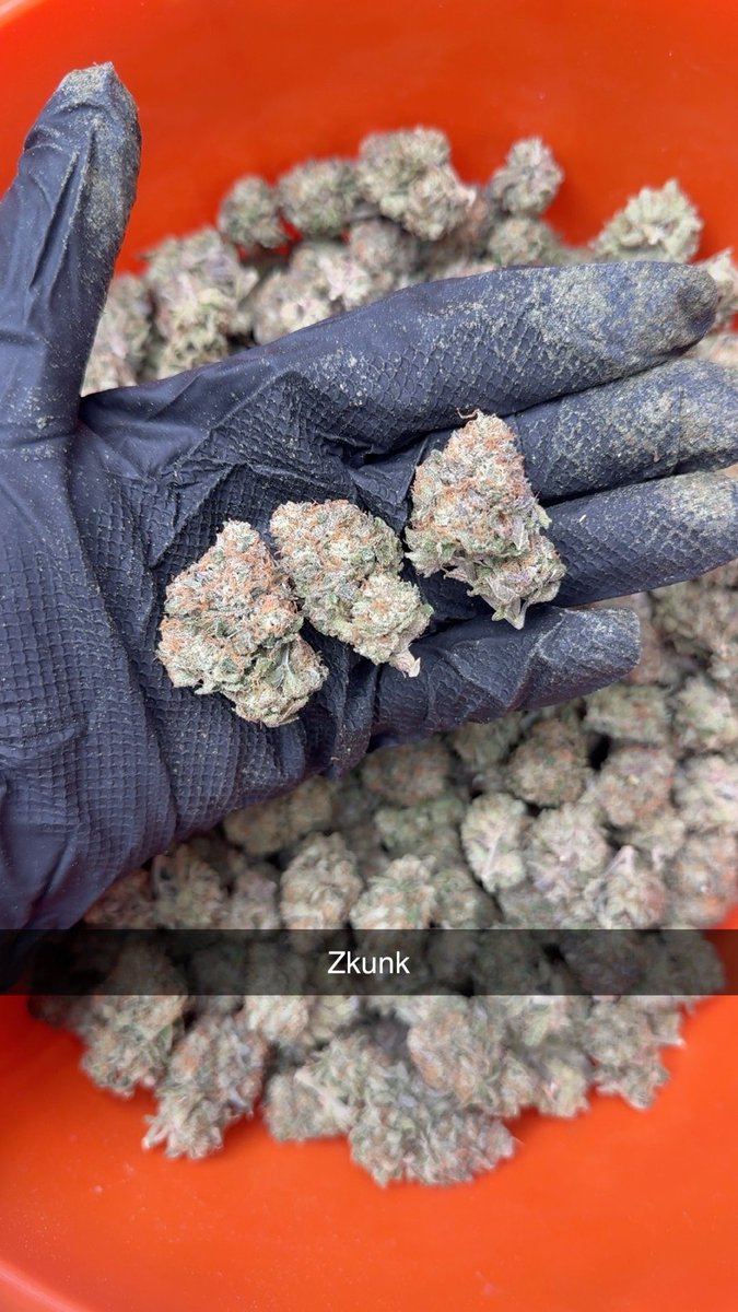 5quidajob's tweet photo. Grounded genetics Zkunk 
(exodus cheese x zunami) 
🇬🇧 👨🏽‍🌾
Sweet cheese smell with a candy / skittles taste
#groundedgenetics #growdiaries https://t.co/sL3hsrbobb
