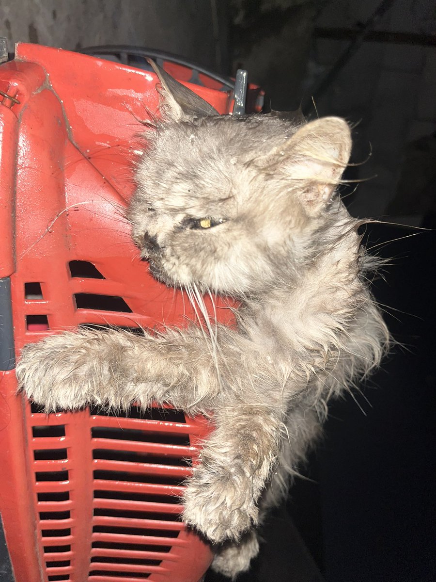 Sharif30Jamal's tweet photo. Only $199 remain to complete her treatment, and I’m holding onto hope with everything I have. Lulu has fought so hard, and I cannot give up on her now. 😭🙏

Please, if you can help, even with just $1, help us reach this final amount. Your support could help Lulu get through this final stage and give her a chance to recover. ❤️🐾 https://t.co/US0Yn04HUK