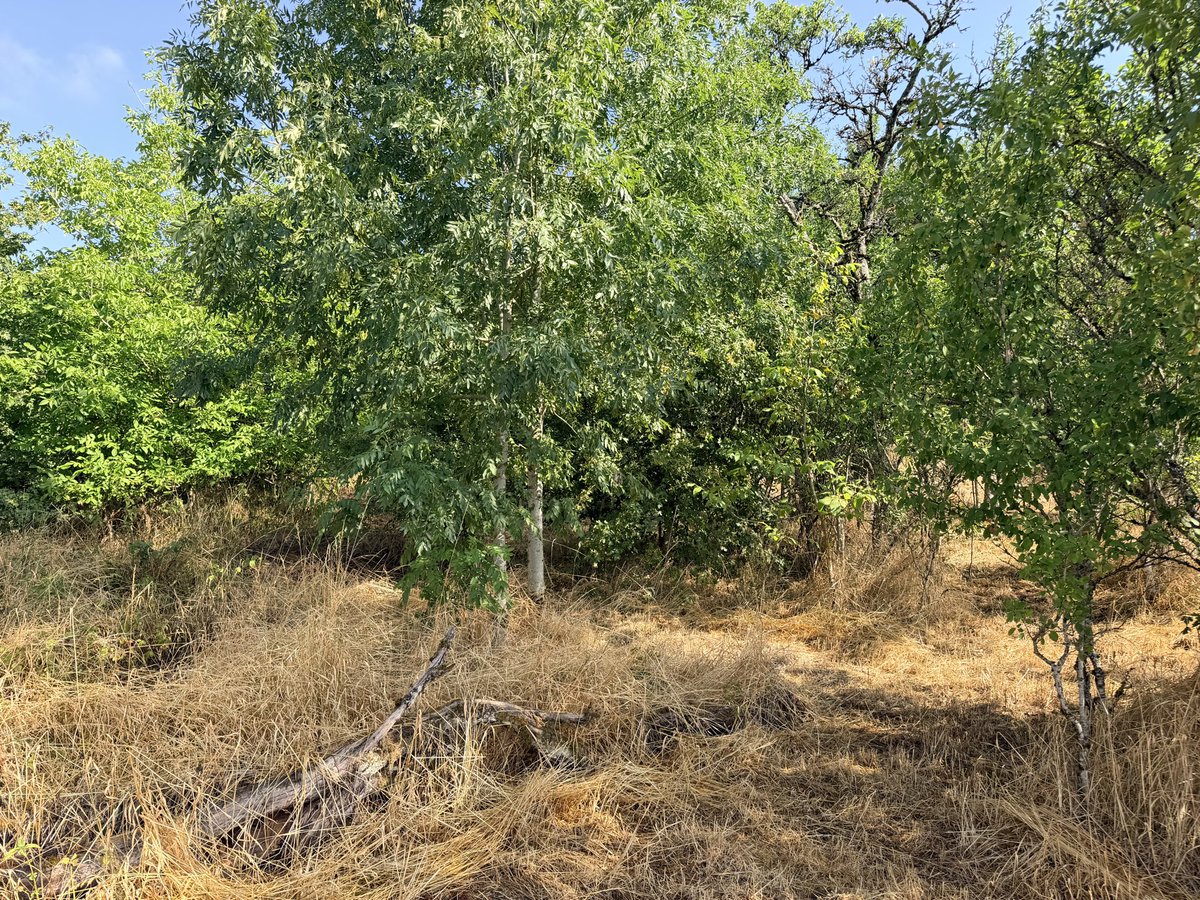 HenkKrol's tweet photo. Voor de boomgaard van Federol in Clefmont (Frankrijk) zoeken we enkele vrijwilligers die 5 tot 9 dagen de appel-, peren-, pruimen-, noten- en kersenbomen willen helpen snoeien. De stichting zorgt voor een gastenkamer in het klooster en je ontbijt, lunch en avondmaaltijd. 
Mail naar info@federol.org