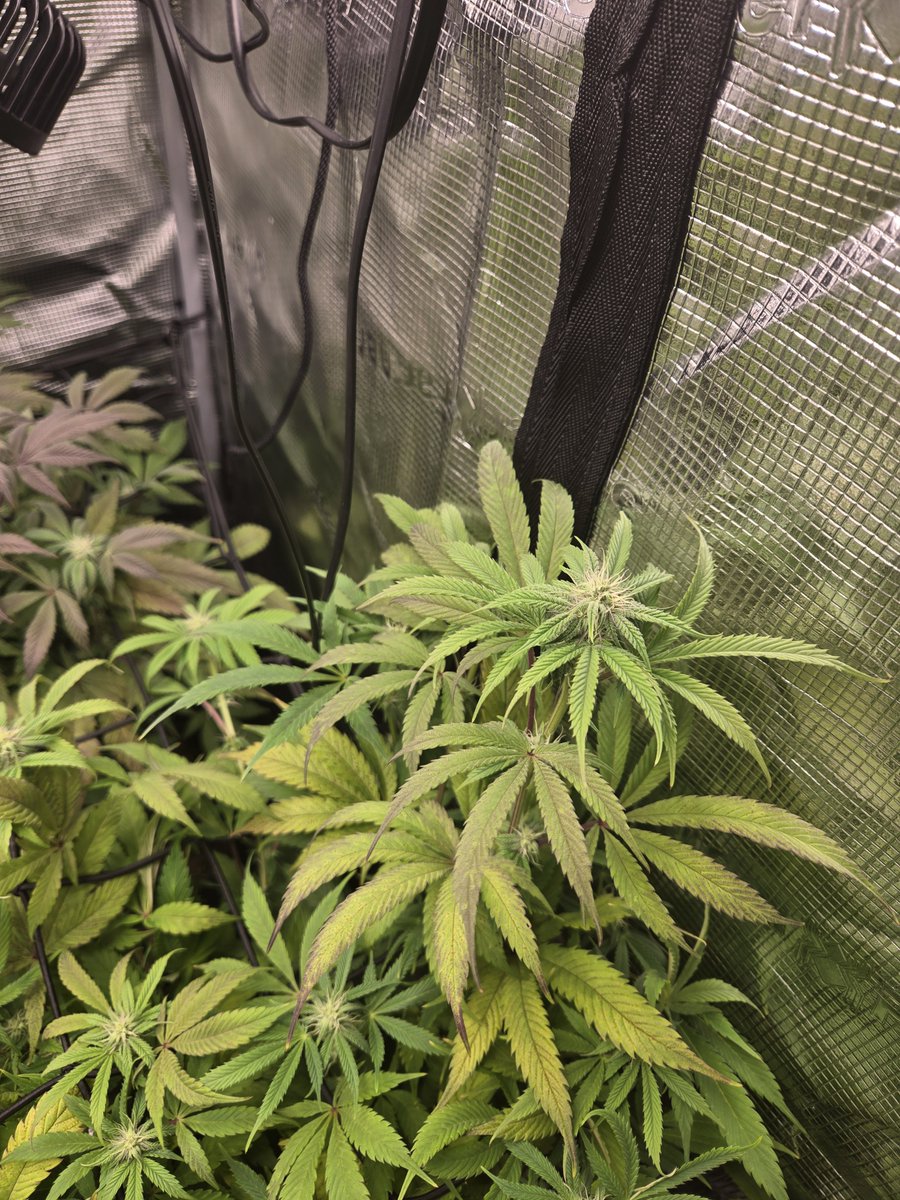 killawithagilla's tweet photo. @Samdanarb400 @Anonymous3_6_9_ @LitFarms Crazy how I literally give you the scientific evidence that its weed and you say this dumb shit. I grow my own plants https://t.co/DwojeTlbYe