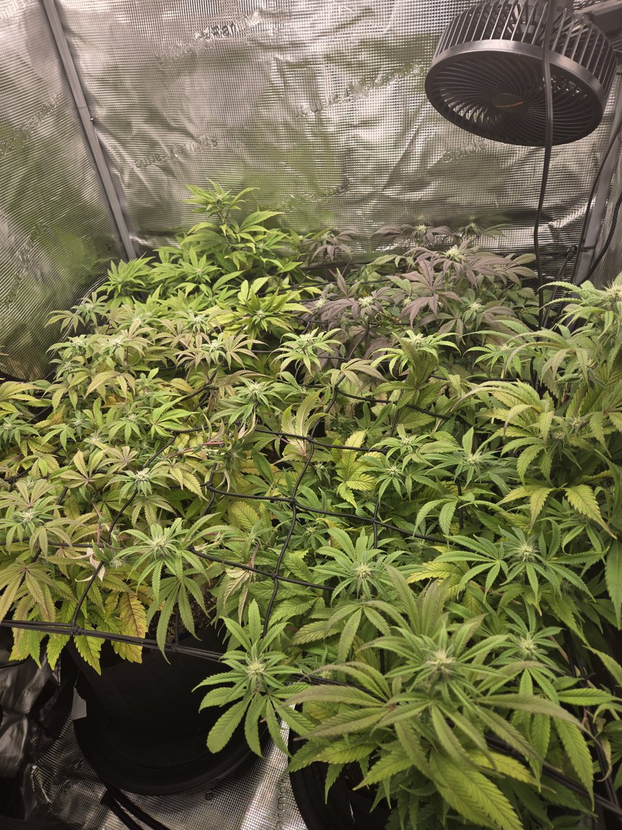 killawithagilla's tweet photo. @Samdanarb400 @Anonymous3_6_9_ @LitFarms Crazy how I literally give you the scientific evidence that its weed and you say this dumb shit. I grow my own plants https://t.co/DwojeTlbYe