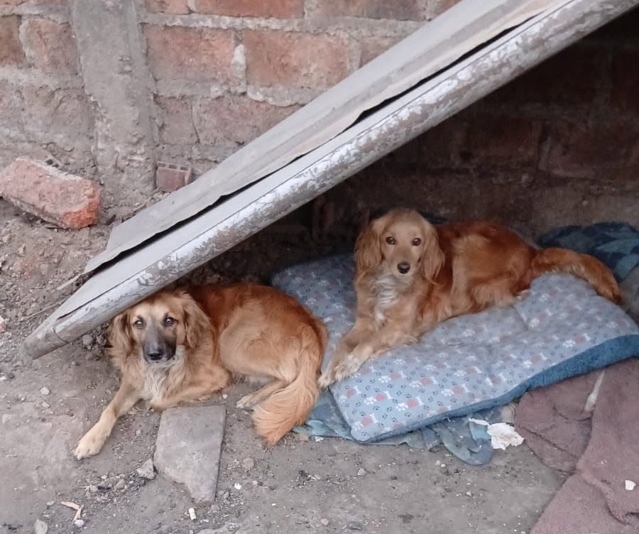 eltuitdemarsh's tweet photo. Canela y Chimuelo sobrevivieron a un incendio y quedaron en la calle. Son de raza pequeña, dóciles y cariñosos. Quien los rescató ya no puede seguir resguardándolos y necesita, urgentemente, encontrarles un hogar. Si deseas dárselo, comunícate al +56974661032. Favor RT!
#Renca https://t.co/APii9w5ooq