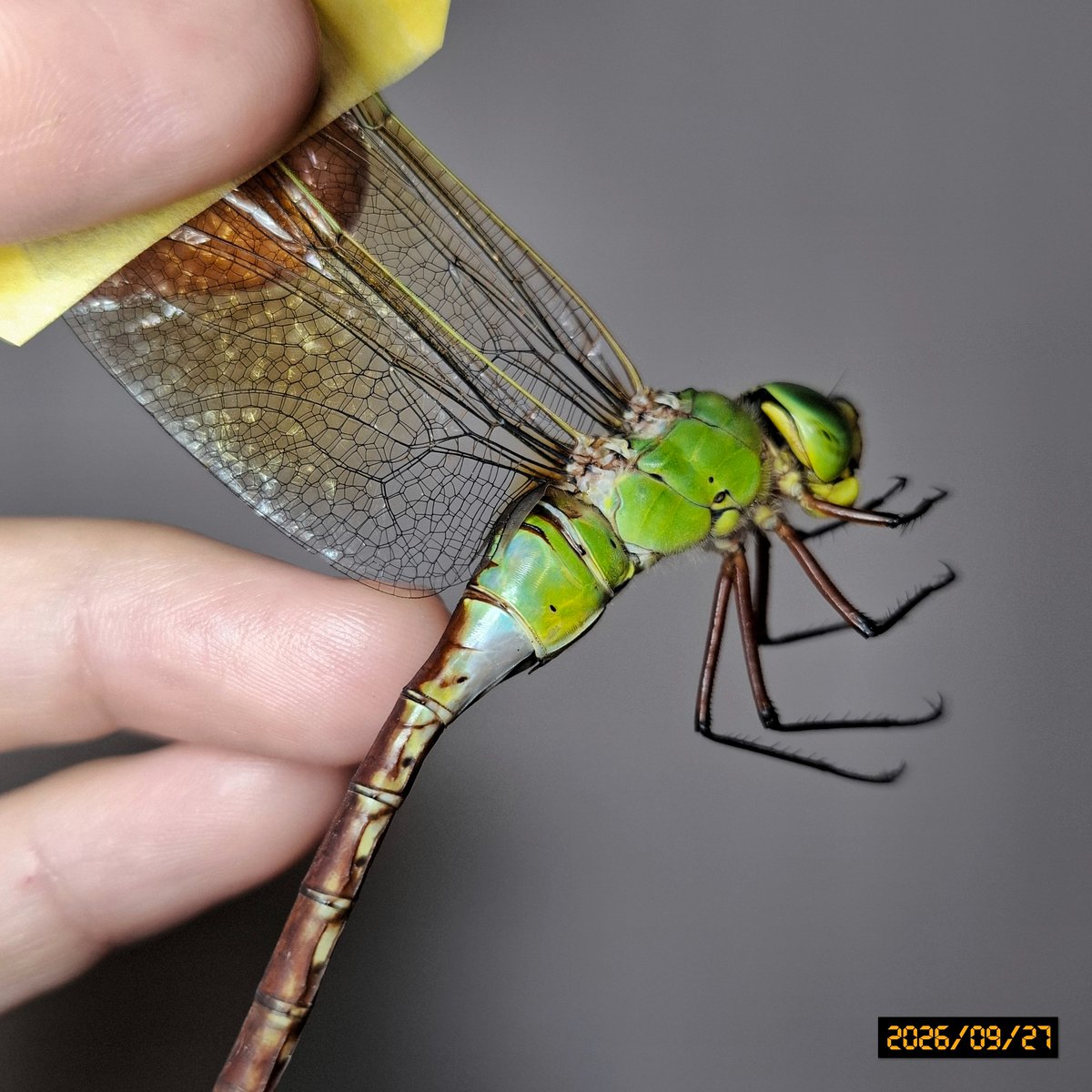 OdonataLover338's tweet photo. 飼育ギン青雌の5日経過と最後は8/25採集の、今は超老熟ギン雌写真📷️

ギンヤンマの青雌って、若い内限定なんですかね〜。
ネット画像も、若い子しか青雌が無い辺り...ギンはその説がありそうです。

クロギンは老熟しても青雌の写真があるので、クロギンはずっとそうなる子が基本なんでしょうね。 https://t.co/NRXu4sy7oH