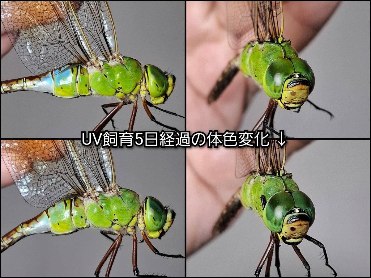 OdonataLover338's tweet photo. 飼育ギン青雌の5日経過と最後は8/25採集の、今は超老熟ギン雌写真📷️

ギンヤンマの青雌って、若い内限定なんですかね〜。
ネット画像も、若い子しか青雌が無い辺り...ギンはその説がありそうです。

クロギンは老熟しても青雌の写真があるので、クロギンはずっとそうなる子が基本なんでしょうね。 https://t.co/NRXu4sy7oH