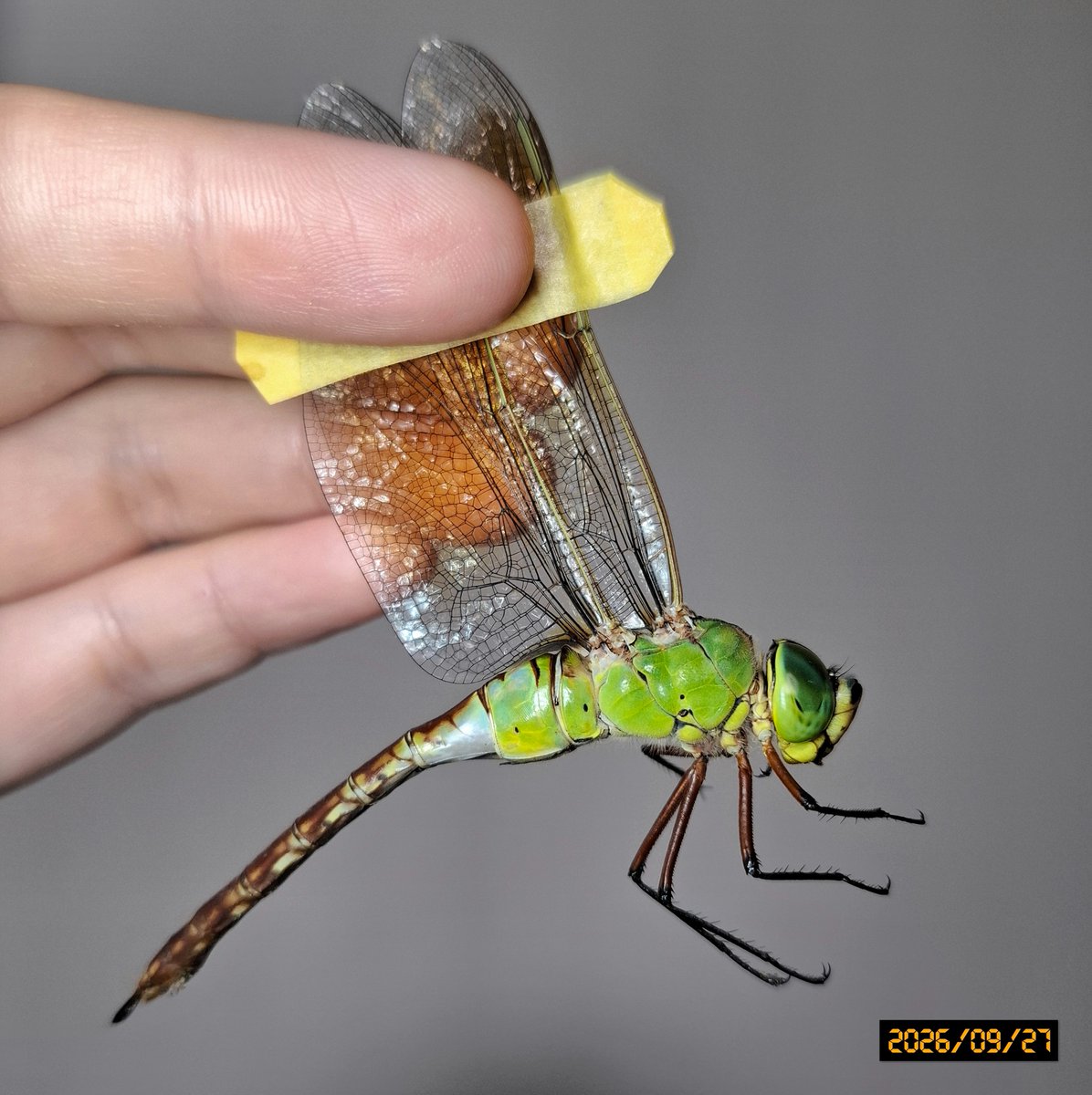 OdonataLover338's tweet photo. 飼育ギン青雌の5日経過と最後は8/25採集の、今は超老熟ギン雌写真📷️

ギンヤンマの青雌って、若い内限定なんですかね〜。
ネット画像も、若い子しか青雌が無い辺り...ギンはその説がありそうです。

クロギンは老熟しても青雌の写真があるので、クロギンはずっとそうなる子が基本なんでしょうね。 https://t.co/NRXu4sy7oH