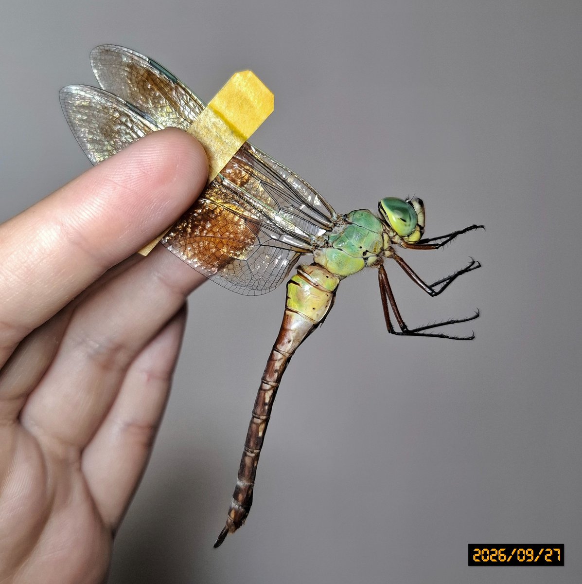 OdonataLover338's tweet photo. 飼育ギン青雌の5日経過と最後は8/25採集の、今は超老熟ギン雌写真📷️

ギンヤンマの青雌って、若い内限定なんですかね〜。
ネット画像も、若い子しか青雌が無い辺り...ギンはその説がありそうです。

クロギンは老熟しても青雌の写真があるので、クロギンはずっとそうなる子が基本なんでしょうね。 https://t.co/NRXu4sy7oH