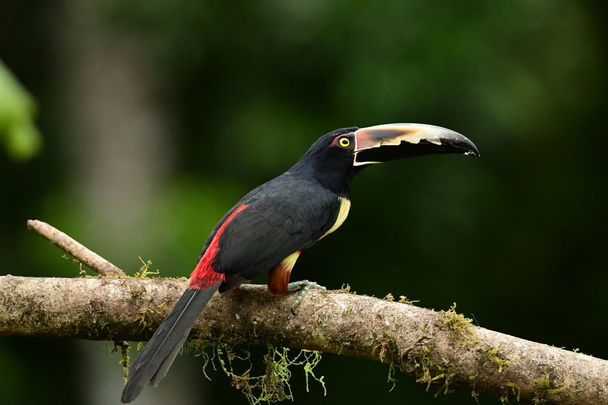 wouter_verbaan's tweet photo. @birdingplaces @GarrityPete @brasil_aves @BuscandoFauna @JoeAlderman11 @dogdoughty @MaxMcqueen10686 @markjleitch @Yellowbrow https://t.co/T96YgxUmmt