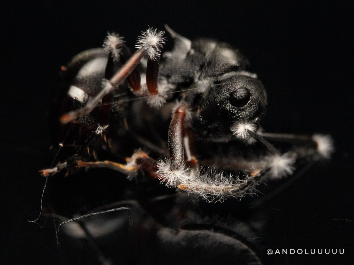 andoluuuuu's tweet photo. Ophiocordyceps ootakii

神秘的。
一昨日までは生きていたチクシトゲアリも、たった2日にしてこのような姿へと成り果てる。
自然ってすごい。 https://t.co/CMbXrrxo4e