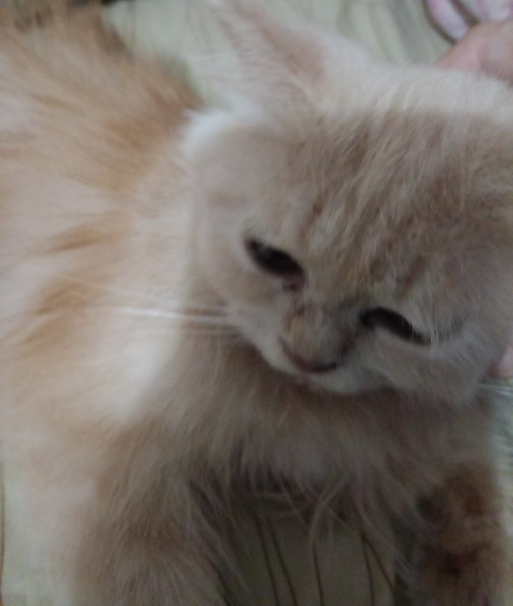 rensolzap's tweet photo. Bae's cat always looking grumpy but mine always looks depressed https://t.co/4YCmZV29Q6