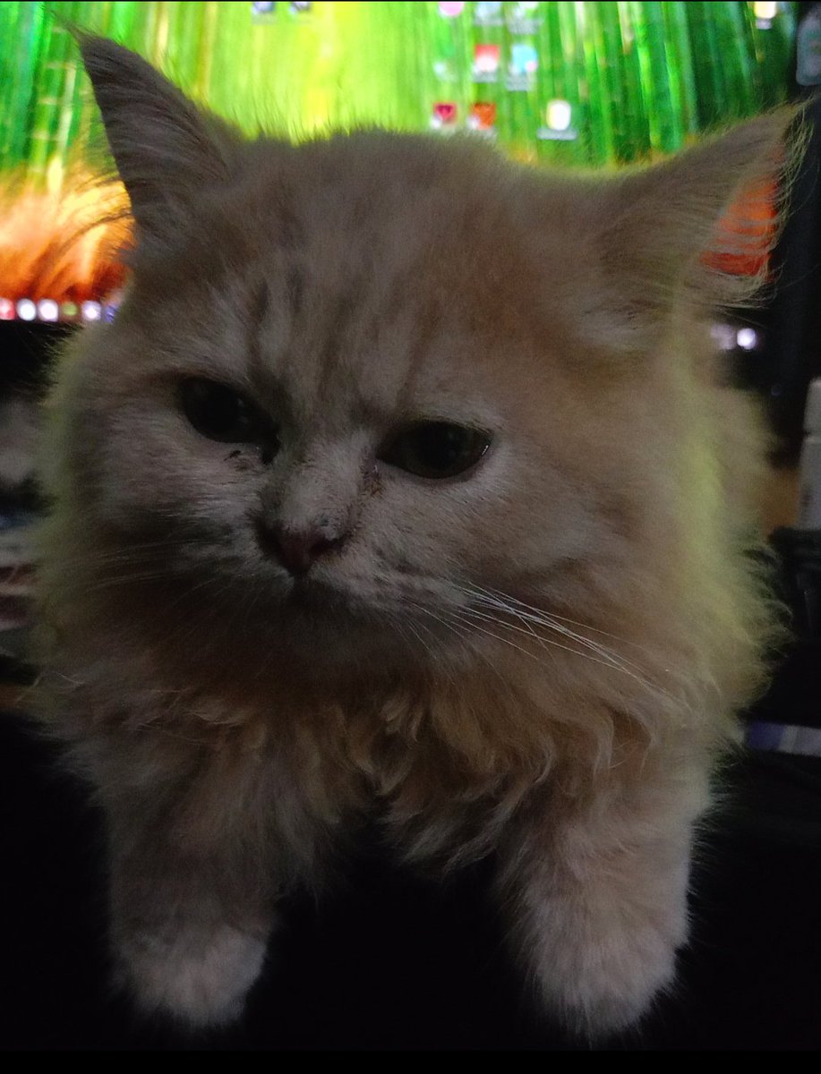 rensolzap's tweet photo. Bae's cat always looking grumpy but mine always looks depressed https://t.co/4YCmZV29Q6