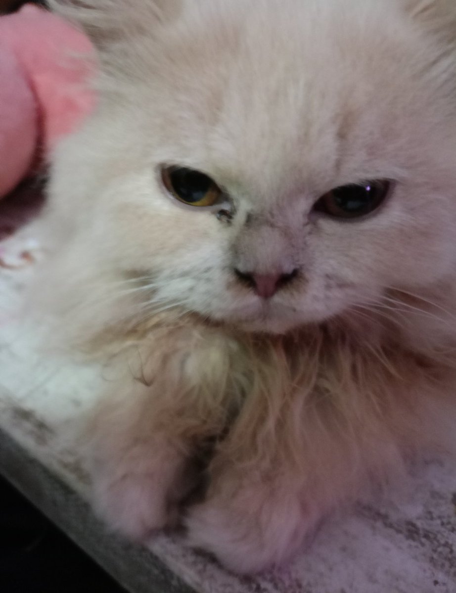 rensolzap's tweet photo. Bae's cat always looking grumpy but mine always looks depressed https://t.co/4YCmZV29Q6