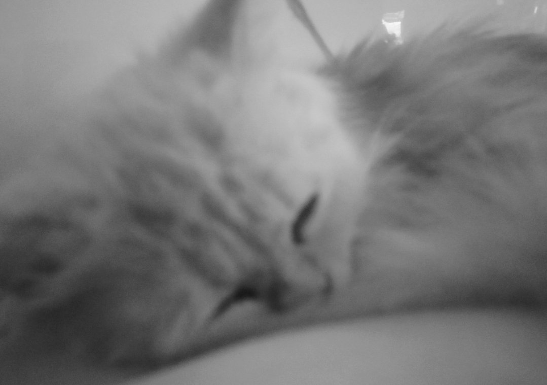 rensolzap's tweet photo. Bae's cat always looking grumpy but mine always looks depressed https://t.co/4YCmZV29Q6