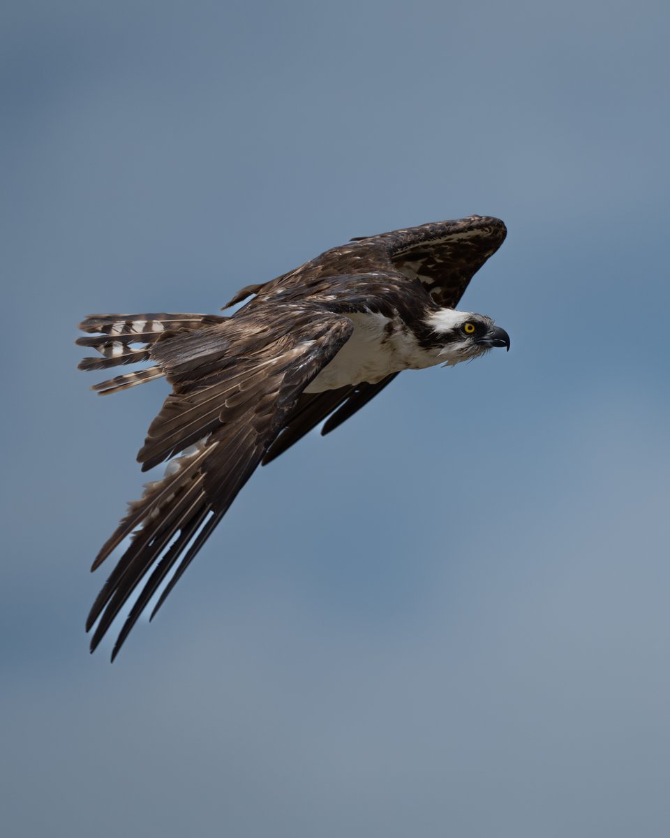 PhotosVB's tweet photo. Osprey https://t.co/193FD0eZRu