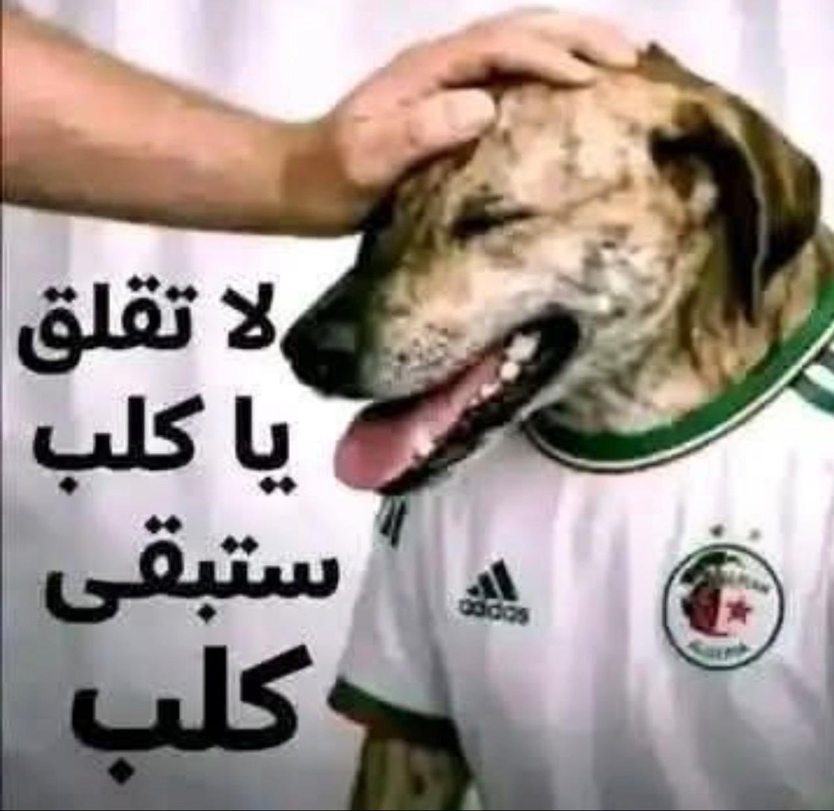 Tifawine4e's tweet photo. @TarikMo45830709 @YesWeCan25 @alaraby_ar المغرب مطبع وجاء زائر مطبوعة ومطيعة لفرنسا امريكا اسرائيل 🇲🇦🇲🇦🇲🇦🇲🇦🇮🇱🇮🇱🇮🇱🇮🇱🇲🇦🇲🇦🇲🇦🇲🇦🇮🇱🇮🇱🇮🇱 https://t.co/h1p4ULz9jF