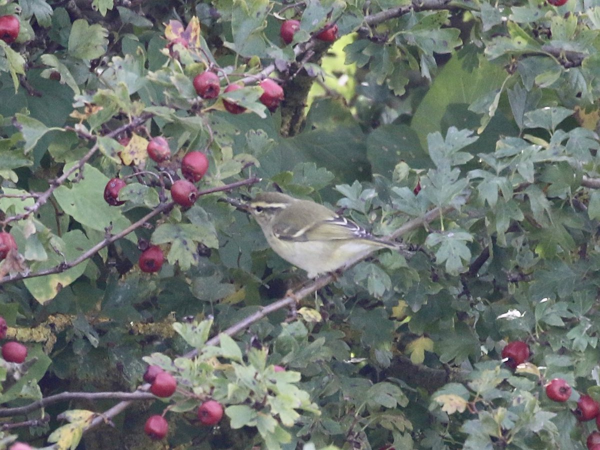 notbirdingnick's tweet photo. First visit of the autumn to the Lincs coast, and the first Yellow-browed Warbler under the belt. Other migrants very thin on the ground - a Redstart was best of the rest. Hoping a return visit in the middle of next week may offer more… https://t.co/na6PtDRWl5