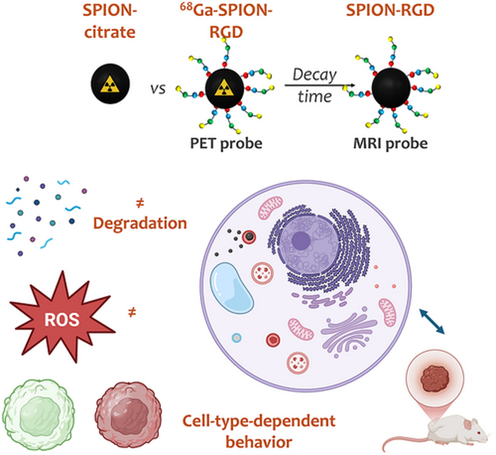 CICbiomaGUNE's tweet photo. π¨ πππ¬πππ«ππ‘ ππ’π π‘π₯π’π π‘π π¨
π‘Iron Oxide Nanoparticles for Ligand-Mediated Targeted Imaging
π Chemistry - A European Journal
πhttps://t.co/nDAl8xht7G
#NanoBiointeractions #CICbiomaGUNE #nanoparticles #radioisotopes https://t.co/KPCgiSNwMG