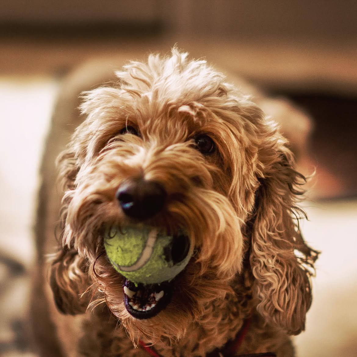 ShaneEditor's tweet photo. Today we had to put down my dog Lucy. To say she meant the world to me and my family is an absolute understatement. She brought so much love and joy in our lives and the lives of everyone who had the privilege of meeting her. I love you so much Lucy, Rest in Peace ❤️💛🧡 https://t.co/gz4jpq4NfF
