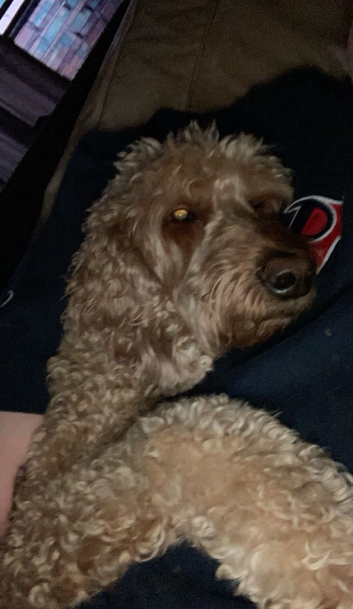 ShaneEditor's tweet photo. Today we had to put down my dog Lucy. To say she meant the world to me and my family is an absolute understatement. She brought so much love and joy in our lives and the lives of everyone who had the privilege of meeting her. I love you so much Lucy, Rest in Peace ❤️💛🧡 https://t.co/gz4jpq4NfF