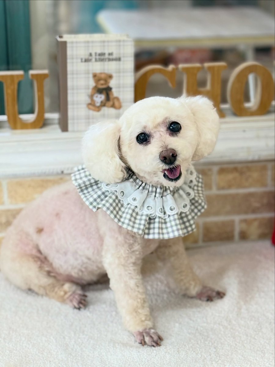 SusannZwerxpol's tweet photo. Toy Poodle Lilo 🐶🐾 
Thank you for visiting us ☺️♡ https://t.co/OHufILi5y8