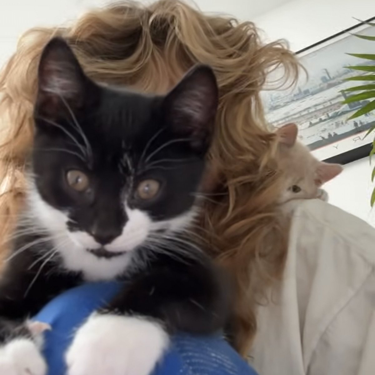 misamoart's tweet photo. favorite genre of bo pics is her with the kittens https://t.co/jYpSfaMtHQ