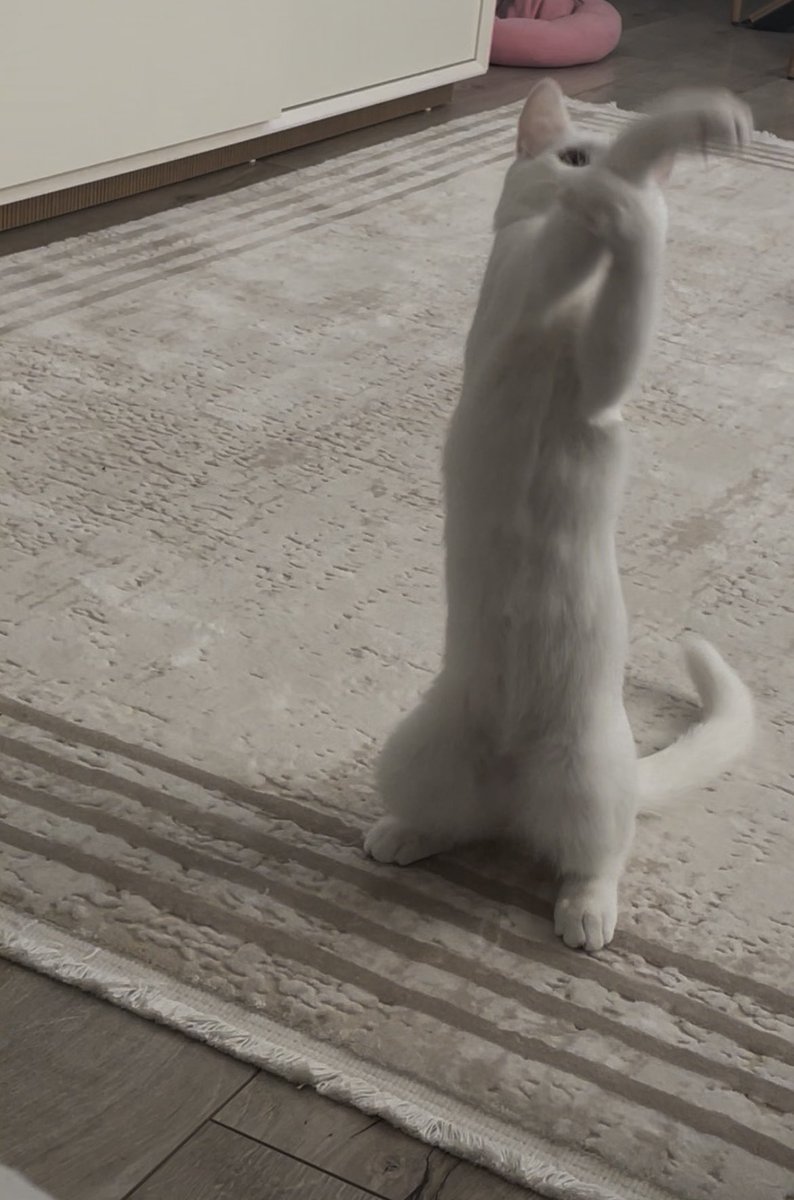 kulkedili's tweet photo. evet nah çeken kedi benim kedim https://t.co/VmHtpDx96J