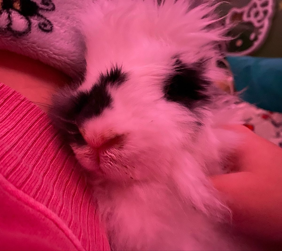 fushiifushii's tweet photo. also funfact: I have a rabbit!! her name is circe and she says hi :3 https://t.co/uDshg6Q8g8