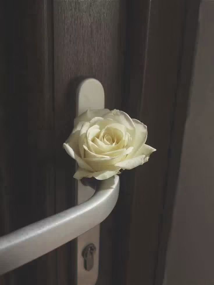 lovercit's tweet photo. يميل القلبُ دائمًا ، إلى من يُخرجه من عاديّة الشعور ، 
ويجعله استثناءً لا يُشبِهُ أحدًا .🤍🦋 https://t.co/I50nkYFT1n