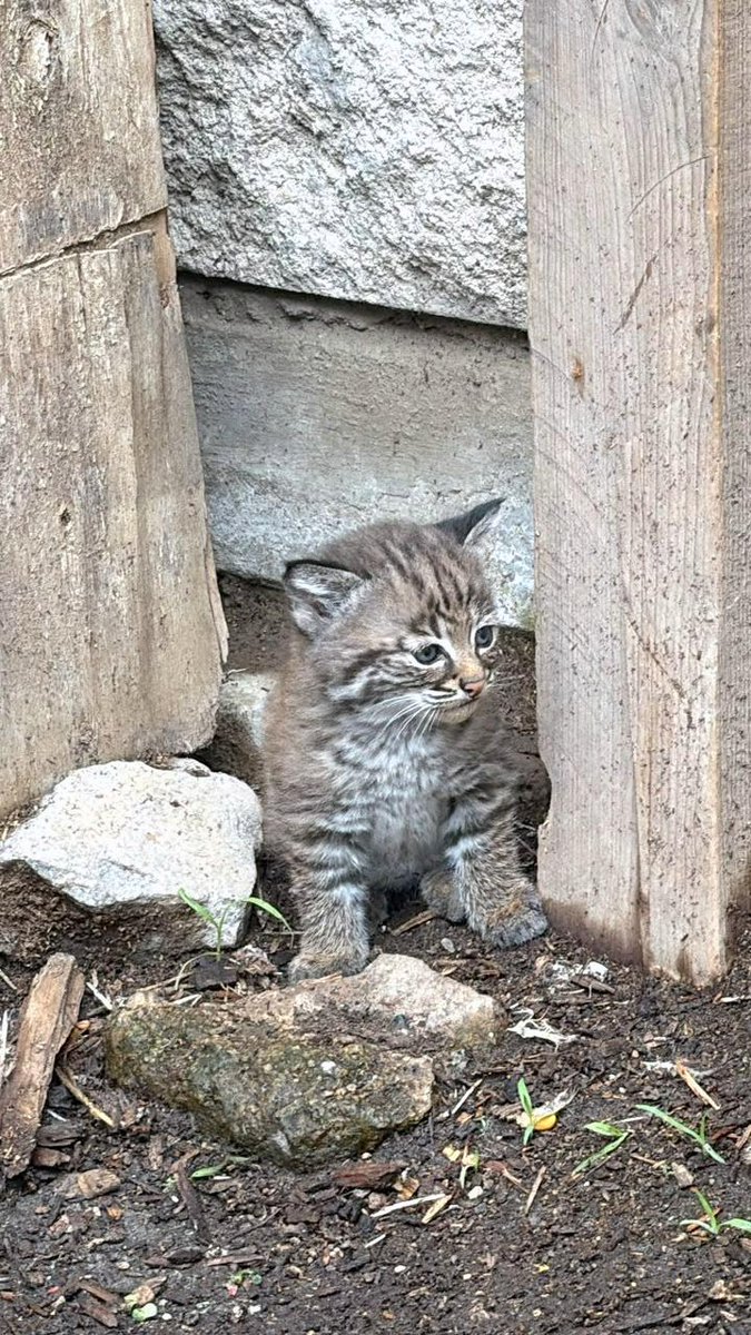 Trafico_ZMG's tweet photo. Nace cría de lince rojo bajo resguardo de fauna en Tlajomulco 🐾

La Unidad de Rescate de Fauna Silvestre de Tlajomulco logró el nacimiento de una cría de lince rojo dentro de sus instalaciones. 

🩺 La reproducción fue posible gracias a la atención médica e integración de dos ejemplares que padecieron maltrato, desnutrición y abandono en años pasados.

El nuevo ejemplar permanece en un proceso especial de aislamiento para permitir su futura integración al medio ambiente. 

Para reportar animales silvestres en riesgo o lesionados, llame al teléfono 33 31 38 30 98 📲

#TráficoZMGPeriodismoCiudadano